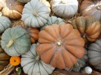 Marietta Square Farmers Market