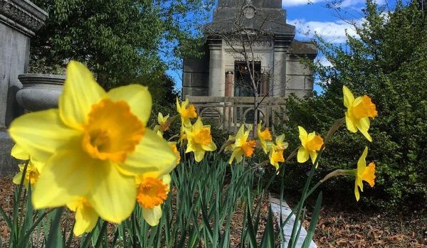 Daffodils at Oakland Cemetery