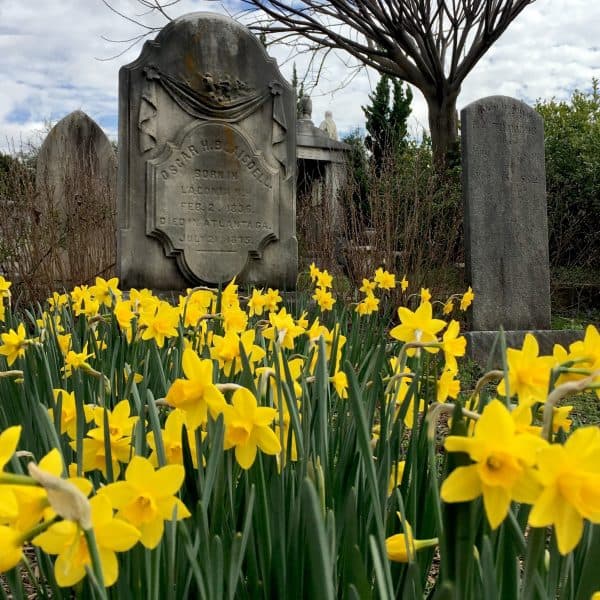 yellow daffodils at historic oakland cemetery