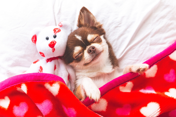 Cute puppy sleeping with his Valentine blanket and stuffed bear