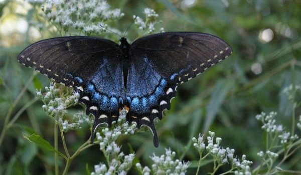 blue-winged butterfly on flowers