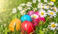 Beautiful view of colorful Easter eggs lying in the grass between daisies and dandelions in the sunshine