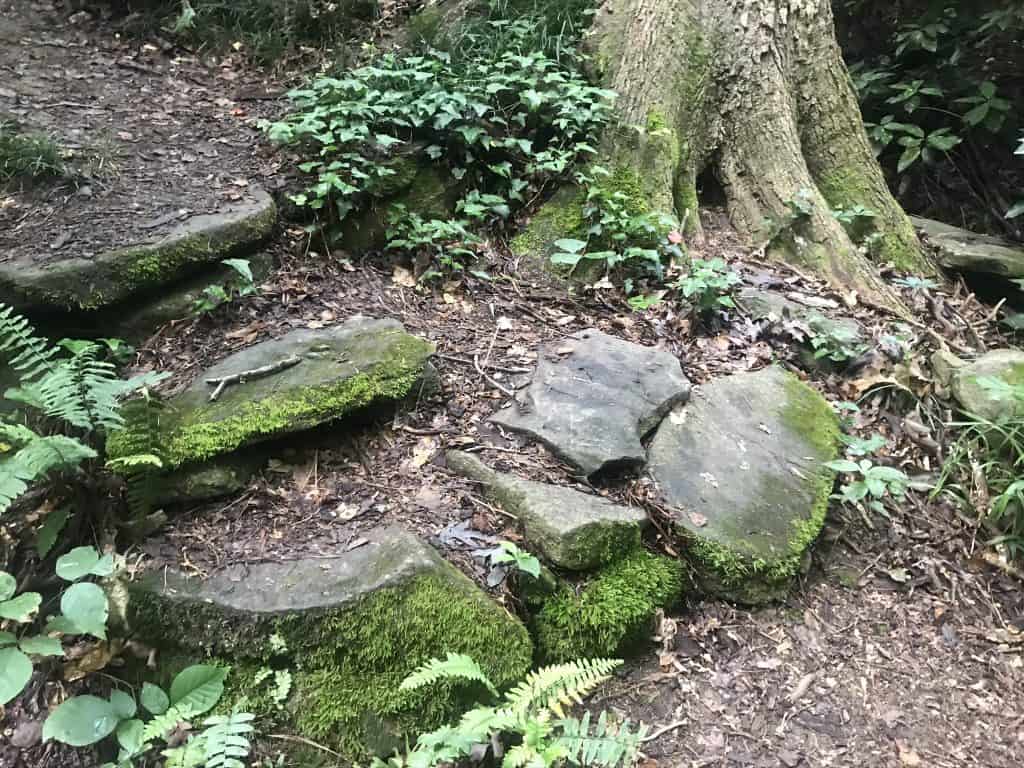 mossy stone steps at Mary Scott Nature Park