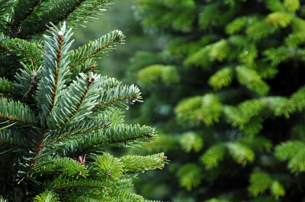 Christmas tree farms and markets in metro Atlanta