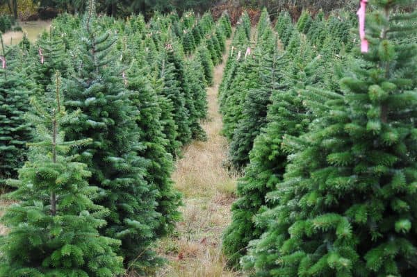 Christmas Tree Farms to Visit