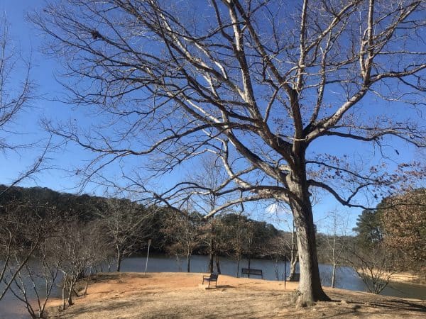 A scenic view of Murphey Candler Lake on a clear winter day. 