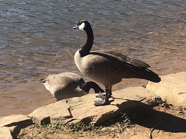 Geese at Murphey Candler Lake 