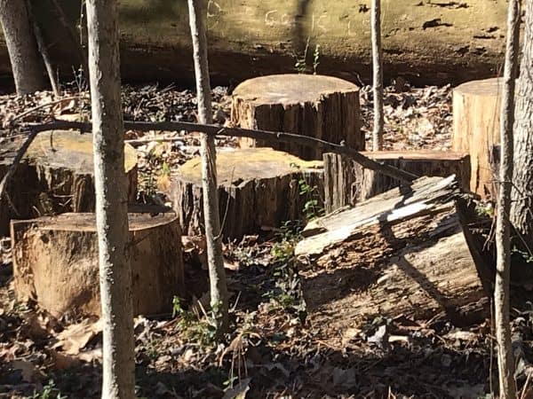 Woodland stumps at Murphey Candler Park nature trail. 