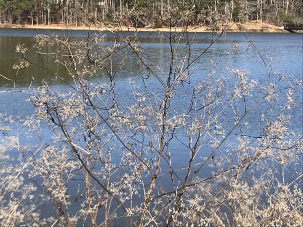 dried grasses at murphey candler lake in winter 