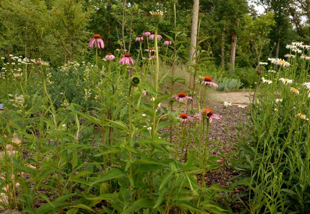 flowers in a buterfly and pollinator garden at Dahlonega Butterfly Garden