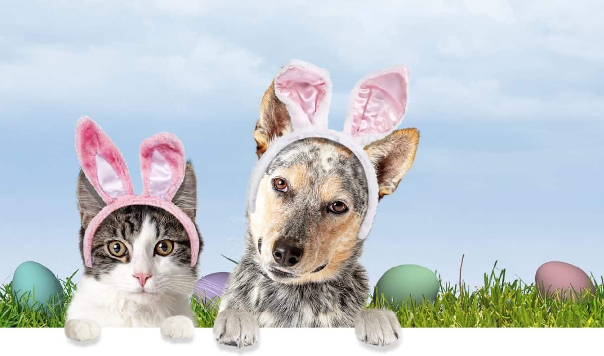 Get a FREE photo of your pet with the Easter Bunny at Petsmart