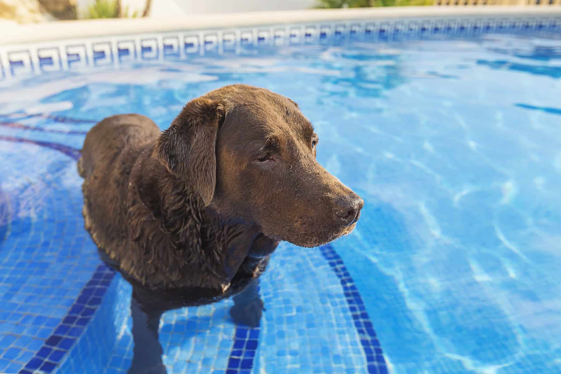 Chocolate Labrador cooling down in Swimming Pool